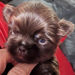 Shihpoo girl chocolate - Chocolate female Shih Tzu puppy in Amherst, Maine from McKayla Hairston