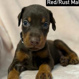 Black Collar - Red and rust male Doberman Pinscher puppy in Lake City, Florida from Paintedcrazy Doberman Pinchers