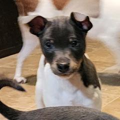 Snoopy - Blue tan and white male American Hairless Terrier puppy in Toto, Indiana from Toto Terriers