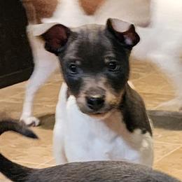 Snoopy - Blue tan and white male American Hairless Terrier puppy in Toto, Indiana from Toto Terriers