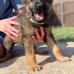 Girl 2 - Sable German Shepherd puppy in Wilmer, Texas from Babin K9