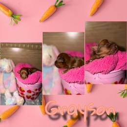 Grayson - Red male Dachshund puppy in Brazil, Indiana from King Duke Dachshunds