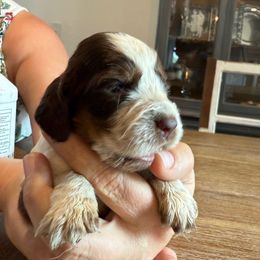 Girl 2 - Liver white and tan female English Springer Spaniel puppy in Fort Meade, Florida from Lake in the Hills Springers