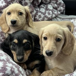 Dachshunds from ADH Dachshunds