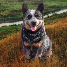 Nono - Australian Cattle Dog