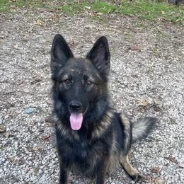German Shepherd puppies from Illyria Dox & GSD