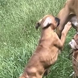Boxer Puppies from Shaddai Kennels