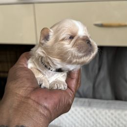 Maltese, Pomeranian, Shih Tzu, and Yorkshire Terrier Puppies from Gibbs Gorgeous Paws LLC