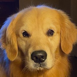 Golden Retrievers from Wyldtymes Goldens