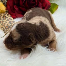 Spider-Man - Red merle male Toy Australian Shepherd puppy in Blacksburg, South Carolina from Rustic Rose Toy Australian Shepherds
