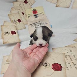 Luna Lovegood-Docked tail - Sable female Pembroke Welsh Corgi puppy in Deming, New Mexico from Dragon Ridge Corgis