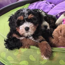 Marshall - Tri-color male Bernedoodle puppy in Hillsboro, Oregon from Myt fine doodles