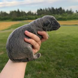 Female pick 1 - Blue female German Shepherd puppy in Pennsylvania from Clear Ridge German Shepherds