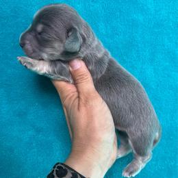 Remi - Blue and cream female Dachshund puppy in Lincoln, Arkansas from Red Dirt Dachshunds