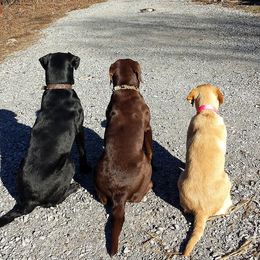 American Bully and Labrador Retriever All Grown Up from RBR Kennel-Ross Bullies & Retrievers