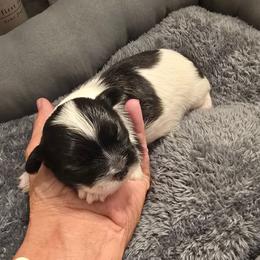 Basil - Black and white male Shih Tzu puppy in Fallon, Nevada from Grandma Ts Precious Puppies