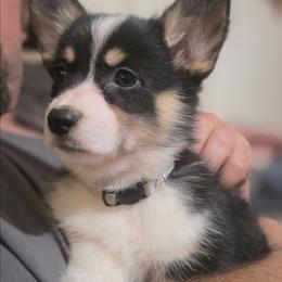 ABIGAIL - Black and tan female Pembroke Welsh Corgi puppy in Pilot Rock, Oregon from L2H Corgi's