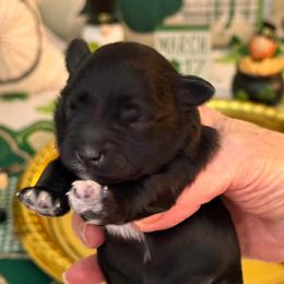 Ebony - Black female Miniature Schnauzer puppy in Russell, Kentucky from Marjorie's Simply Schnauzer
