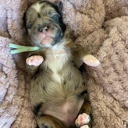 Teal collar - Merle female Shihpoo puppy in Millsap, Texas from Gaston’s Posh Poodles and Doodles