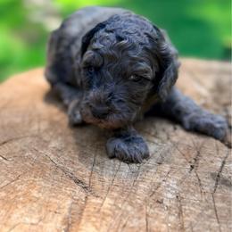 Kai - Merle female Goldendoodle puppy in Pollock Pines, California from Penny Lane’s Doodles