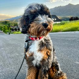 Oscar - Bernedoodle