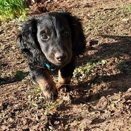 Dachshund Puppies from Dumbledores Mini Dachshunds