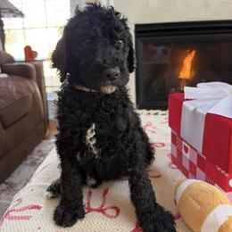 Mr. Tan Collar - Black male Poodle puppy in Mc Leansville, North Carolina from Absolutely Pampered Poodles