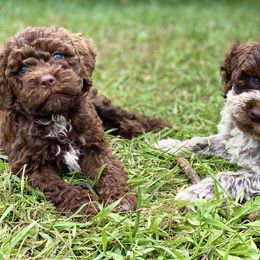 Lagotto Romagnolo and Pembroke Welsh Corgi Puppies from Triple M Corgis & Michigan