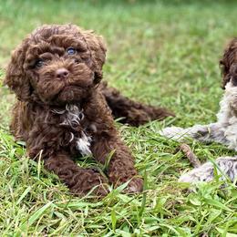 Lagotto Romagnolo and Pembroke Welsh Corgi Puppies from Triple M Corgis & Michigan