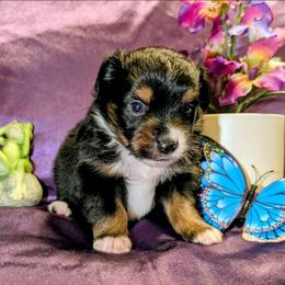 Patsy - Black tri female Toy Australian Shepherd puppy in Shepherd, Texas from GAMALA Farm & Kennels