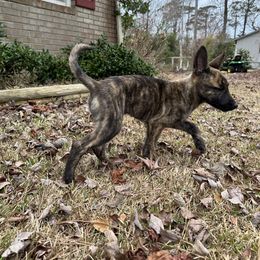 xDutch Shepherd Puppies from Crystal Coast Canines