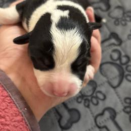Boy 1 - Black and tan male Pembroke Welsh Corgi puppy in Washington from KB Corgis