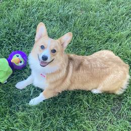 Poppy - Pembroke Welsh Corgi