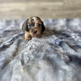 Vixen - Dapple female Dachshund puppy in Indianapolis, Indiana from Homegrown Hoosier Kennels