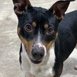 Rocky - Rat Terrier