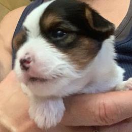 Parti Girl 3 - Parti female Yorkshire Terrier puppy in Willow Grove, Pennsylvania from Willow Grove Yorkie