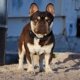 French Bulldog All Grown Up from Top of the Line French Bulldogs