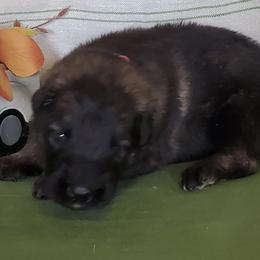 Girl 1 - female Shiloh Shepherd puppy in Caneadea, New York from Strauss Haus Shepherds