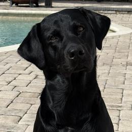 Labrador Retrievers from Lauren's Labrador Retrievers