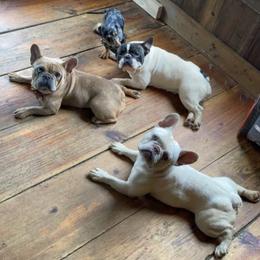 French Bulldog and Pembroke Welsh Corgi Puppies from The Grooming Barn LLC/ Wet Dog Ranch