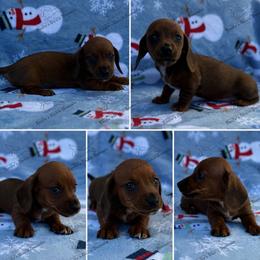 Carol - Red female Dachshund puppy in Gatesville, Texas from Emily’s Doxie Domain