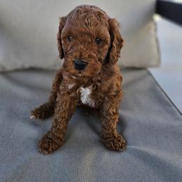 Navy Blue Boy - Red male Labradoodle puppy in Payson, Utah from Utah County Labradoodles