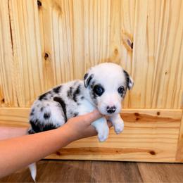 Pluto (Grey Collar) - White and blue merle male Border Collie puppy in Lula, Georgia from Silver Creek Ridge
