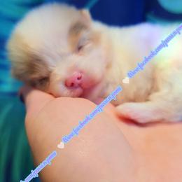 Chocolate Merle Extreme Parti - Chocolate merle male Pomeranian puppy in Albany, Oregon from Purrs N Poms