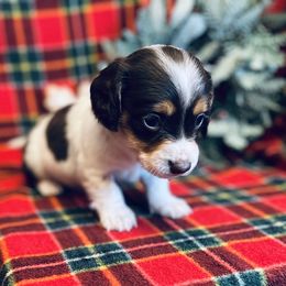 Cho - Chocolate and tan female Dachshund puppy in Stilwell, Oklahoma from MB’s Dachshunds