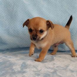 Jax - Chocolate sabled fawn male Chihuahua puppy in Brook Park, Minnesota from Northstar Chihuahuas