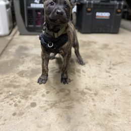 Dutch Shepherd Puppies from Westberg Working Dogs