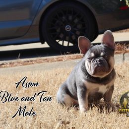 Aston - French Bulldog puppy from Gotham City Bulldogs