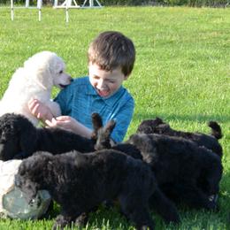Poodle Puppies from D and D Standard Poodles