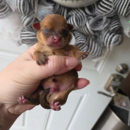 Freddy - Chocolate sabled fawn male Chihuahua puppy in Ashtabula, Ohio from Paw's & Awe's Chihuahuas